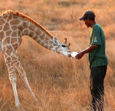 Baby Giraffe