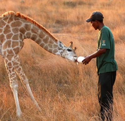 Baby Giraffe