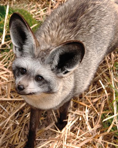 Bat-eared fox at Giraffe House, Cape Town