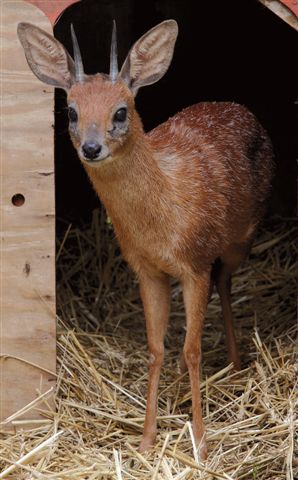 Blue duiker at Giraffe House