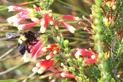 Indigenous Plant sales at Harold Porter National Botanical Garden 