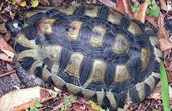 Angulate Tortoise, Harold Porter National Botanical Garden