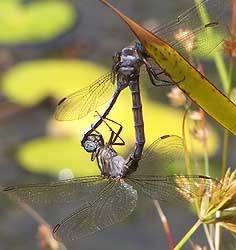 Dragonflies, Harold Porter National Botanical Garden