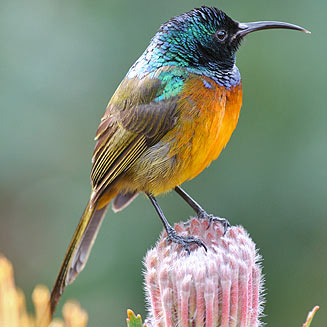 Orange-breasted Sunbird, Harold Porter National Botanical Garden