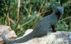 Small Grey Mongoose in Harold Porter National Botanical Garden