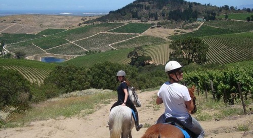 Equanimity Equestrian Centre, Cape Town Horse Riding Centres