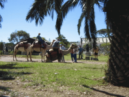 Camel ride, Imhoff farm, Cape Town