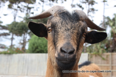 Higgeldy Piggeldy Farmyard at Imhoff Farm 