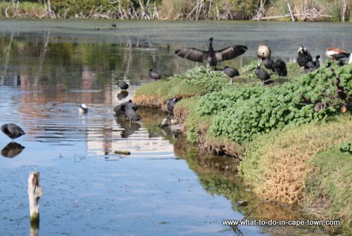 Intaka Island Bird Sanctuary