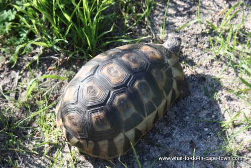 Tortoise at Intaka Island Bird Sanctuary