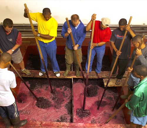 Concrete Fermenters at Kanonkop Wine Estat