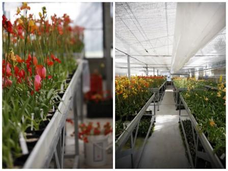 Greenhouse at La Motte Wine Estate