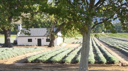Lavender fields at La Motte Wine Estate