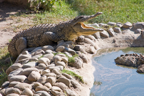 Le Bonheur Crocodile Farm