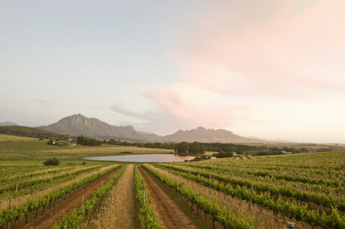 Middelvlei Wine Estate, Stellenbosch Wine Route, Cape Town