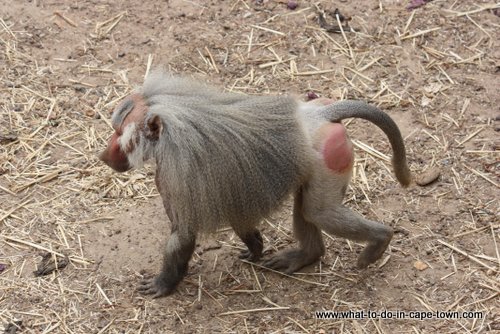 Monkey Town Somerset West, Cape Town Kids, Cape Town Animals, Cape Town