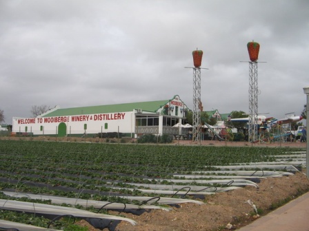 Fresh Strawberries - Where to pick them or buy them in Cape Town - Mooiberge Farmstall outside Stellenbosch.