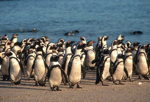 Penguin Colony at Robben Island, Cape Town