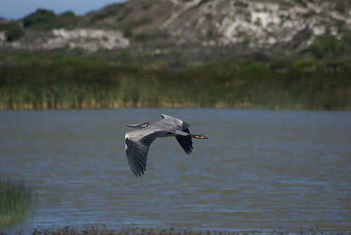 Rondevlei Nature Reserve