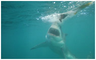 Shark Cage Diving, Cape Town