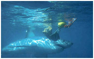 Shark Cage Diving, Cape Town