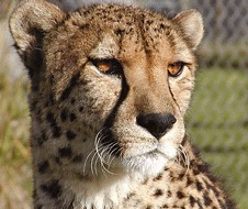 Shadow at Cheetah Outreach, Somerset West