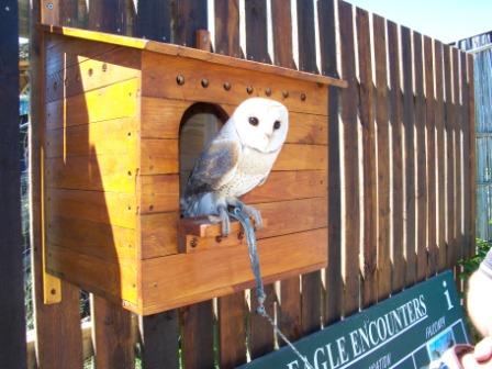 Eagle Encounters at Spier Wine Estate, Stellenbosch