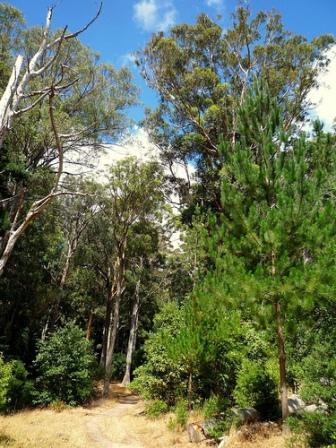 Tokai Forest Arboretum