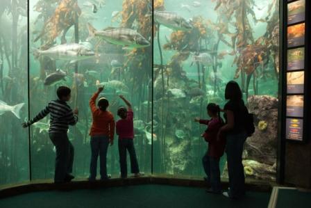 Kelp Forrest at Two Oceans Aquarium, Cape Town