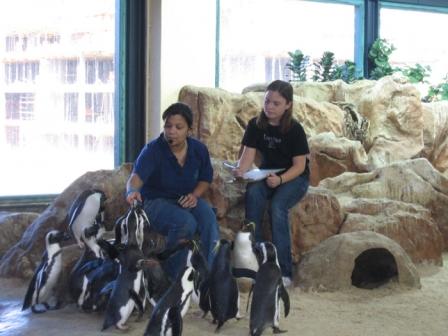 African Penguins at Two Oceans Aquarium, Cape Town