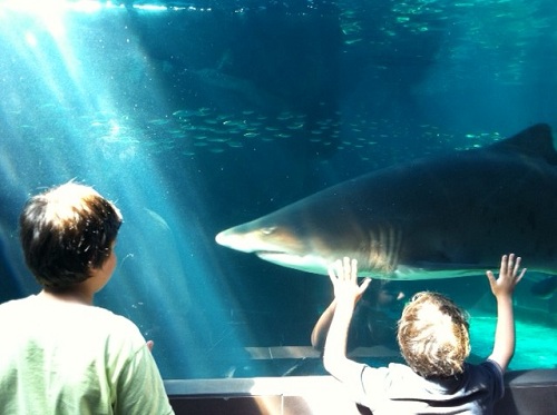 The Predator Exhibit at Two Oceans Aquarium, Cape Town