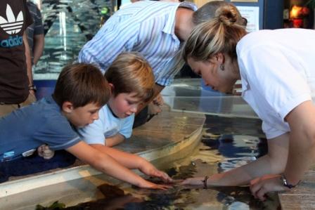 Touch Pool at Two Oceans Aquarium, Cape Town