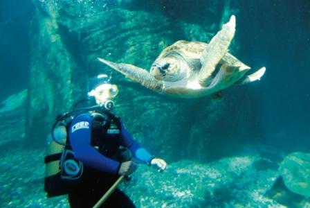 Loggerhead Turtle in The Predator Exhibit at Two Oceans Aquarium, Cape Town