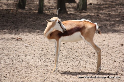 Tygerberg zoo, Cape Town Kids, Cape Town Animals, Cape Town