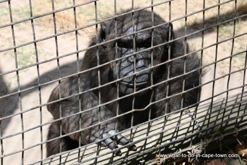 Tygerberg zoo, Cape Town Kids, Cape Town Animals, Cape Town