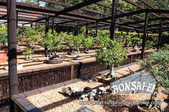 Bonsai exhibition at the US Botanical Garden, Stellenbosch