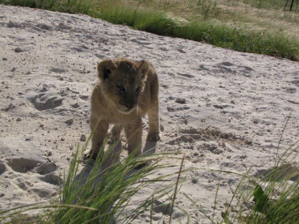 Cape Town Lion Park, Vredenheim Wine Farm, The Stellenbosch Wine Route, Cape Town