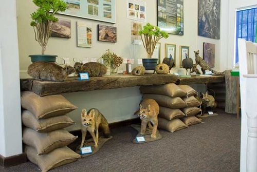 Display at West Coast Fossil Park