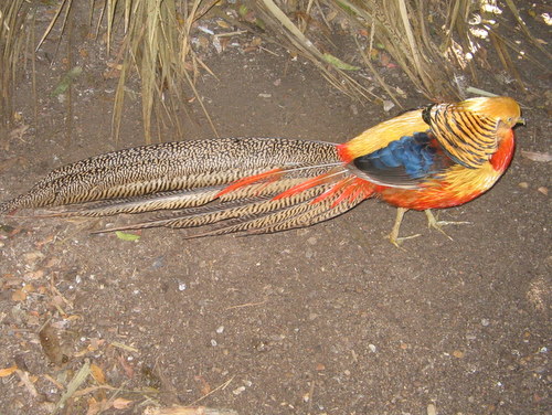 Golden Pheasant at The World of Birds, Cape Town