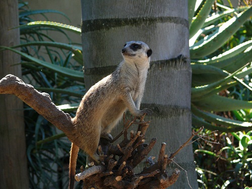Meerkat at The World of Birds, Cape Town