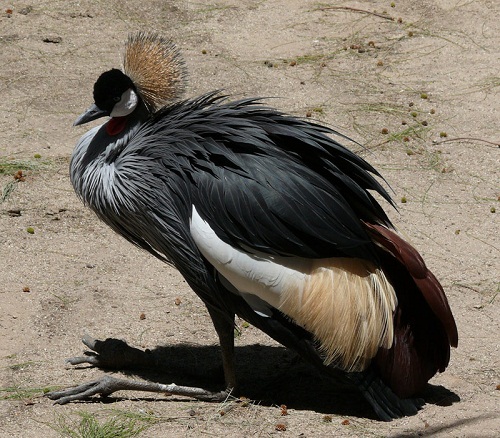 Crowned Crane at The World of Birds, Cape Town