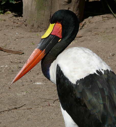 Saddle-billed Stork at The World of Birds, Cape Town