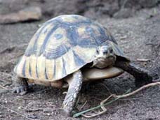 Tortoise at The World of Birds, Cape Town