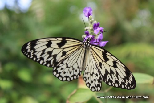 Butterfly at Butterfly World, Cape Town