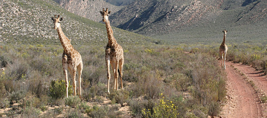 Giraffe at Aquila Private Game Reserve 