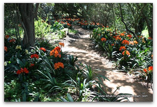 Blooming Clivias at Babylonstoren on the Paarl Wine Route