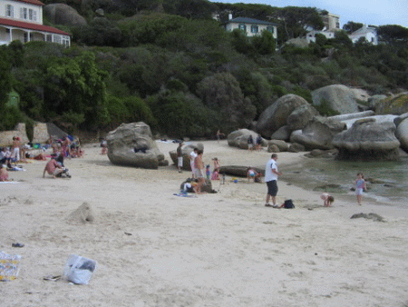 Penguins at Boulders Beach, Simons Town