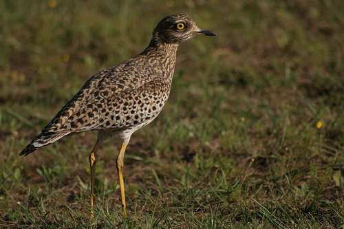 Spotted Thicknee or Dikkop, Cape Town Birding