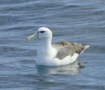 Shy Albatros, Cape Town Birding