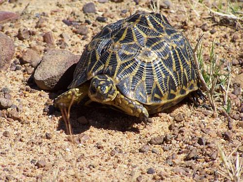 The extremely rare Geometric Tortoise at Bartholomeus Klip